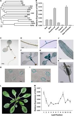 The LRR-RLK Protein HSL3 Regulates Stomatal Closure and the Drought Stress Response by Modulating Hydrogen Peroxide Homeostasis